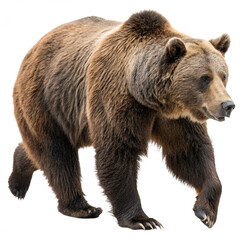 Fototapeta premium Powerful grizzly bear standing tall calling out with commanding presence in wild nature 