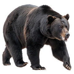 Fototapeta premium Powerful black bear standing alert with open mouth, showcasing raw wilderness power and natural majesty 