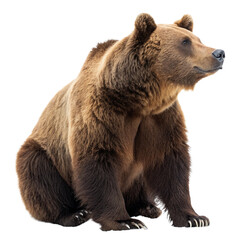 Fototapeta premium Majestic black bear strides confidently, powerful wildlife predator in its natural habitat 