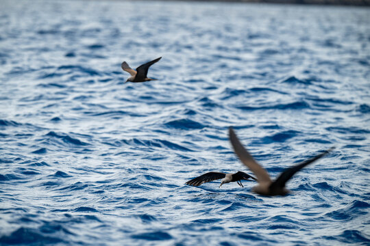 Birds over the sea