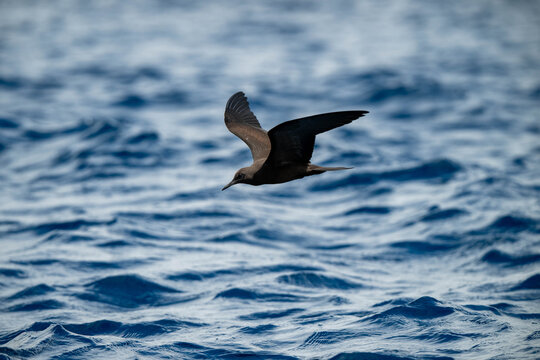 seagull in flight