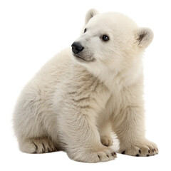 Fototapeta premium Adorable polar bear cub sitting and looking curiously to the side, perfect for wildlife campaigns 
