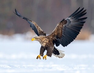 Obraz premium Eagle in flight over snow