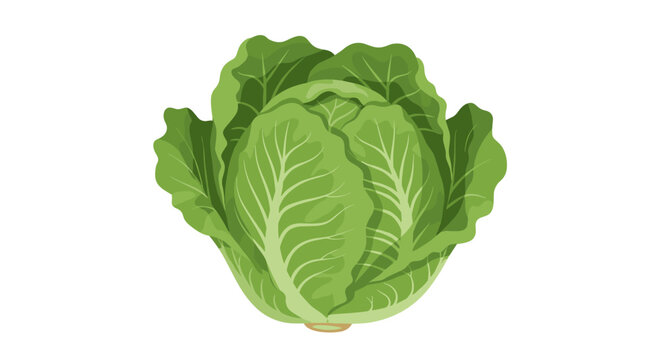 Fresh green cabbage on white background
