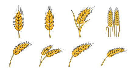 Colorful wheat ears on white background: set of 8 varieties in minimalist style