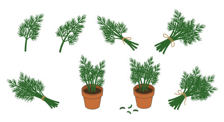 Dill herb bundles and potted plants on white background
