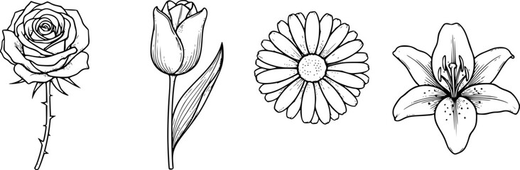 Obraz premium Classic flowers outline set. Rose tulip daisy and lily vector in elegant black line style. 