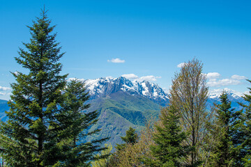Fir forest in the Alps with mountains and clear blue skies from Cardada Cimetta, Switzerland.