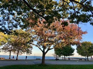 trees in the park, Lee Street Beach, Evansto 