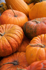 Harvest of colorful pumpkins at the beginning of autumn.