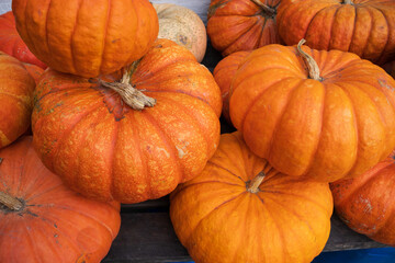 Different types of pumpkins of colors and sizes at the beginning of autumn.