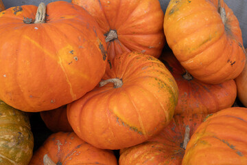 Many colorful pumpkins autumn and halloween concept, colorful and happiness.