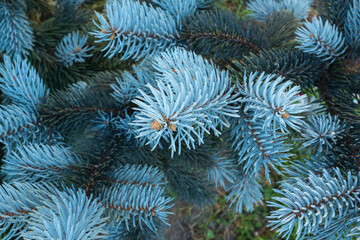 Close-Up of Blue Spruce Tree Foliage – Silvery-Blue Needles on Colorado Blue Spruce Branches in Garden Setting, Ideal Evergreen for Landscape Design, Windbreak, or Winter Interest