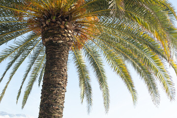 Tropical Date Palm Tree with Ripening Yellow Dates under Blue Sky – Phoenix Dactylifera in Sunny Climate, Ideal for Travel, Nature, Exotic Botany and Summer Landscape Photography