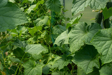 Green cucumber grow in greenhouse, close-up. Background from cucumber plant for branding, calendar, postcard, screensaver, wallpaper, poster, banner, cover, website. High quality photo