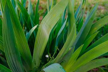 Close-Up of Long Green Garden Plant Leaves Bulbous – Natural Foliage Texture for Gardening, Landscaping, Nature, Ecology, and Botanical Backgrounds