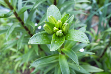 Fresh Green Lily Buds with Dew Drops – Close-up of Unopened Lilium Flower in Garden, Natural Botanical Background, Spring Growth and Plant Life Photography