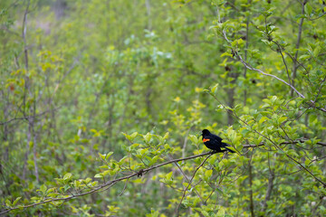 Red winged blackbird perched on a branch calling out, symbol of spring, as a nature background
