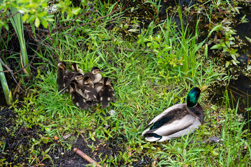 Pile of young baby mallard ducklings huddled together on grass in a marsh, with male mallard keeping watch, as a nature background
