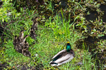 Pile of young baby mallard ducklings huddled together on grass in a marsh, with male mallard keeping watch, as a nature background
