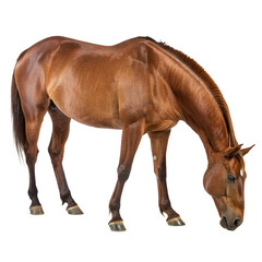Obraz premium Majestic brown horse grazing peacefully, showcasing equine grace and natural beauty for your projects. 