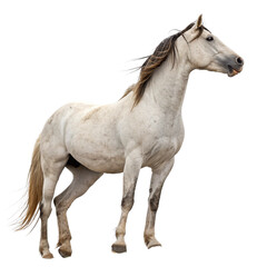 Majestic white horse with flowing mane stands proudly, capturing wild spirit and natural beauty.
