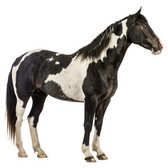 Majestic paint horse stands proud showcasing striking black and white coat and elegant mane
