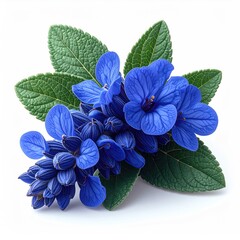 Cobalt blossoms & greenery isolated