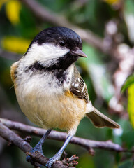 Coal Tit, Perched at Hauxley Nature Reserve, August 2025