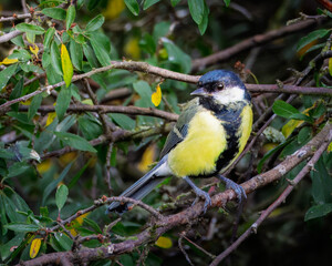 Curious Great Tit perched at Hauxley Nature Reserve, August 2025