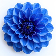 Top-down vibrant blue dahlia flower bloom on white ground