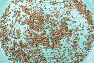 Close-up of Giant Italian Parsley seeds scattered on turquoise background, natural texture for gardening, botany, organic farming and culinary herb cultivation.