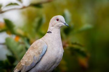 Close up of Eurasian collared dove (Streptopelia decaocto) perched on a tree branch, August 2025