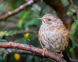 Inquisitive Dunnock,  Prunella Modularis, with its subtle brown and grey plumage, Hauxley Nature Reserve, August 2025 
