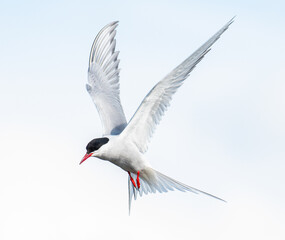 Arctic Tern flying in the sky