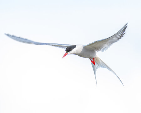 Arctic Tern flying in the sky