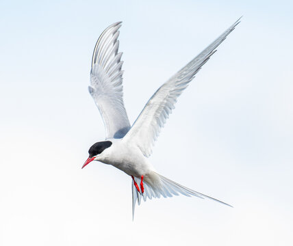 Arctic Tern flying in the sky