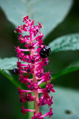 A detailed macro shot showcasing an American pokeweed blossom, featuring intense pink flower, black berries, and a backdrop of soft green leaves, capturing nature's beauty.