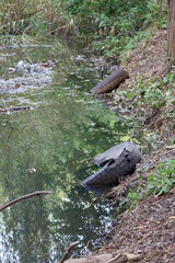 Detailed view of a polluted pond featuring a discarded car tire partially submerged, with trash and fallen leaves on the water's surface, highlighting the impact of environmental pollution.