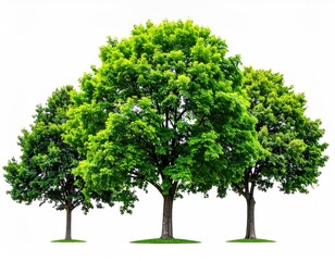 Three full leafy trees isolated on white background