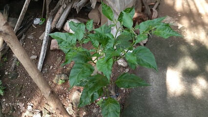 Chili plants grow in the garden.