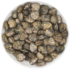 Chamelea gallina,small saltwater clam in the family Veneridae,fished in Italy in the Adriatic Sea,pile of shellfish on a plate