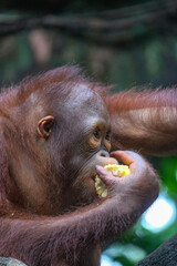 Borneo orangutan  © badrudin