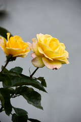 The beauty of yellow roses enhanced with subtle pink accents is showcased against a soft grey background, emphasizing the garden's charm and natural light with floral details.