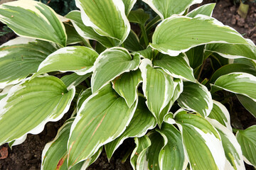 Close-up showcasing the intricate details of a variegated hosta plant, with vibrant green leaves delicately edged with white, thriving in a sunlit garden, capturing the essence of natural beauty.