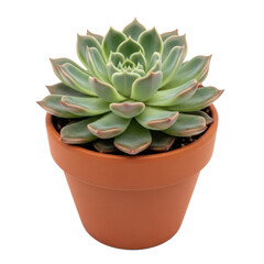 A beautiful green succulent plant in a terracotta pot, isolated on transparent background