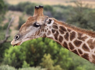 giraffe eating grass
