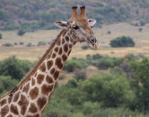 giraffe in the savannah