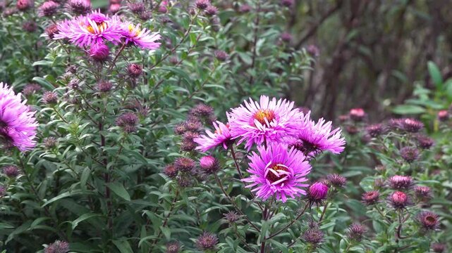 Zooming out from pink asters close-up to clustered bunches. Scientific name: Symphyotrichum novae-angliae