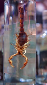 Mexican mezcal bottle with a scorpion inside